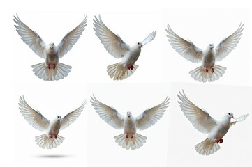 Obraz premium White doves set in flight, isolated against a clean white background.
