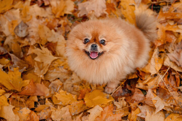 A pomeranian on autumn foliage. A dog with emotions. Walking with a dog and his reactions. A cheerful, funny and cute pet.