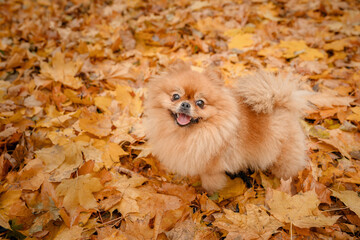 A pomeranian on autumn foliage. A dog with emotions. Walking with a dog and his reactions. A cheerful, funny and cute pet.