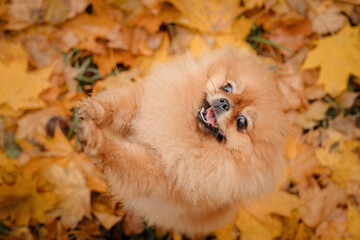 A pomeranian on autumn foliage. A dog with emotions. Walking with a dog and his reactions. A cheerful, funny and cute pet.