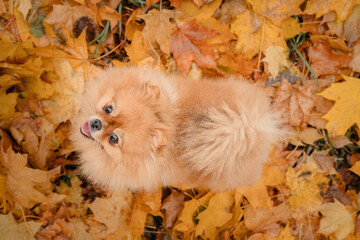 A pomeranian on autumn foliage. A dog with emotions. Walking with a dog and his reactions. A cheerful, funny and cute pet.