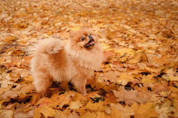 A pomeranian on autumn foliage. A dog with emotions. Walking with a dog and his reactions. A cheerful, funny and cute pet.