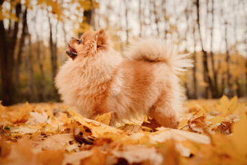 A pomeranian on autumn foliage. A dog with emotions. Walking with a dog and his reactions. A cheerful, funny and cute pet.