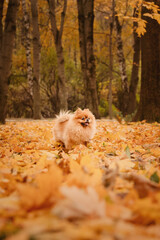 A pomeranian on autumn foliage. A dog with emotions. Walking with a dog and his reactions. A cheerful, funny and cute pet.