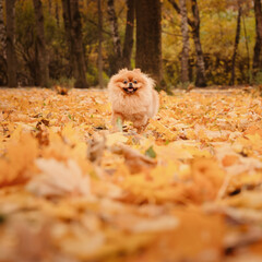 A pomeranian on autumn foliage. A dog with emotions. Walking with a dog and his reactions. A cheerful, funny and cute pet.