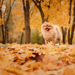 A pomeranian on autumn foliage. A dog with emotions. Walking with a dog and his reactions. A cheerful, funny and cute pet.