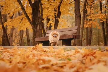 A pomeranian on autumn foliage. A dog with emotions. Walking with a dog and his reactions. A cheerful, funny and cute pet.