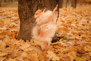 A pomeranian on autumn foliage. A dog with emotions. Walking with a dog and his reactions. A cheerful, funny and cute pet.