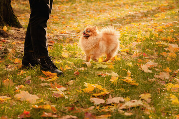 Pomeranian on a walk with the owner in the autumn park. A dog with emotions. The owner scratches the dog and plays with it.  A cheerful, funny and cute pet.