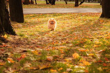 Pomeranian on a walk with the owner in the autumn park. A dog with emotions. The owner scratches the dog and plays with it.  A cheerful, funny and cute pet.