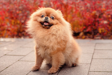 A red-haired pomeranian on a walk in the autumn park. Red autumn bushes. An emotional domestic dog.