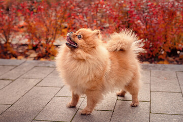 A red-haired pomeranian on a walk in the autumn park. Red autumn bushes. An emotional domestic dog.