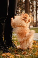 A red Pomeranian poses at the feet of its owner. Walking with a pet in the autumn park.