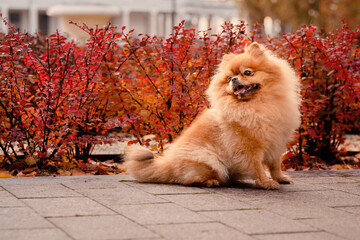 A red-haired pomeranian on a walk in the autumn park. Red autumn bushes. An emotional domestic dog.