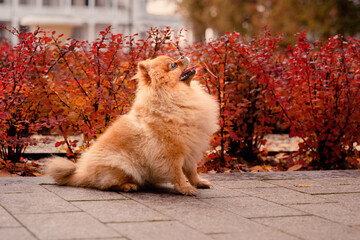 A red-haired pomeranian on a walk in the autumn park. Red autumn bushes. An emotional domestic dog.