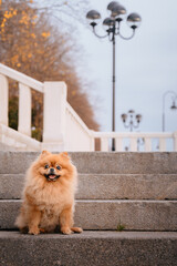 A red-haired Pomeranian is sitting on the steps in the park. A cute pet dog on a walk. Funny dog emotions.