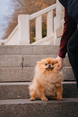 A red-haired Pomeranian is sitting on the steps in the park. The owner scratches his dog's cheek. A cute pet dog on a walk. Funny dog emotions.