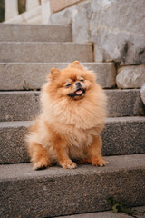 A red-haired Pomeranian is sitting on the steps in the park. A cute pet dog on a walk. Funny dog emotions.