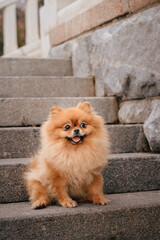 A red-haired Pomeranian is sitting on the steps in the park. A cute pet dog on a walk. Funny dog emotions.