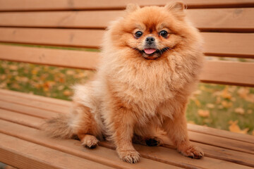 The Pomeranian is sitting on a bench in the park. A cheerful, funny and emotional pet.