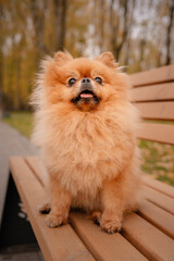 The Pomeranian is sitting on a bench in the park. A cheerful, funny and emotional pet.