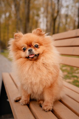 The Pomeranian is sitting on a bench in the park. A cheerful, funny and emotional pet.