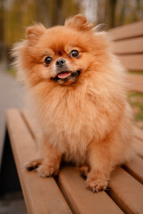 The Pomeranian is sitting on a bench in the park. A cheerful, funny and emotional pet.