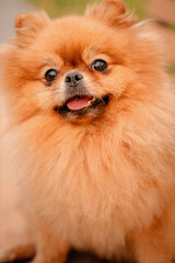 The Pomeranian is sitting on a bench in the park. A cheerful, funny and emotional pet.