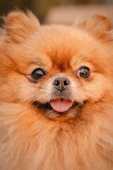 The Pomeranian is sitting on a bench in the park. A cheerful, funny and emotional pet.