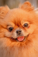 The Pomeranian is sitting on a bench in the park. A cheerful, funny and emotional pet.