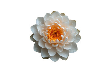 beautiful water lily with delicate white petals and vibrant orange center, adorned with droplets of water, creating serene and tranquil atmosphere