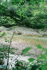 緑に囲まれた川