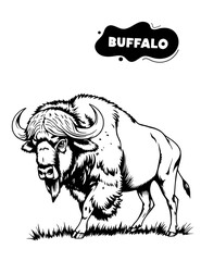 157 buffalo illustration model for coloring