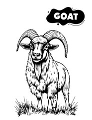 153 goat illustration model for coloring