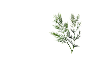 Fototapeta premium vibrant green sprig of foliage showcasing delicate leaves and intricate details, perfect for nature themed designs or botanical illustrations