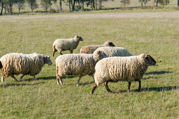 Herd of sheep grazing on pasture