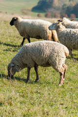 Herd of sheep grazing on pasture