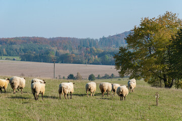 Obraz premium Herd of sheep grazing on pasture