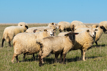 Herd of sheep grazing on pasture
