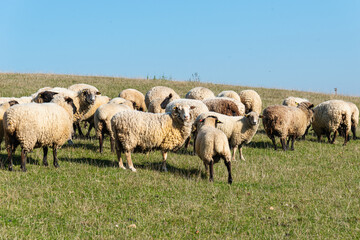 Herd of sheep grazing on pasture