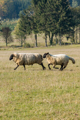 Herd of sheep grazing on pasture