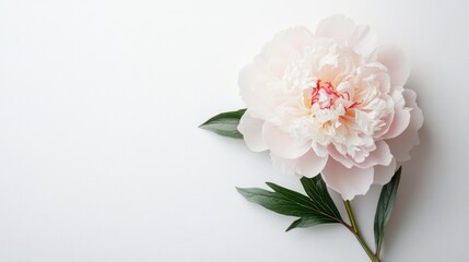Fototapeta premium Pink Peony Flower
