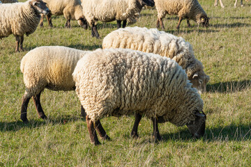 Obraz premium Herd of sheep grazing on pasture