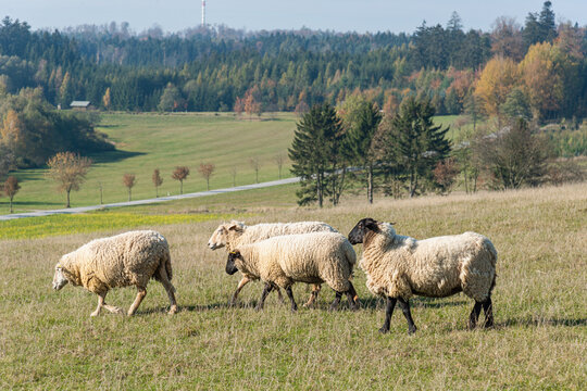 Herd of sheep grazing on pasture