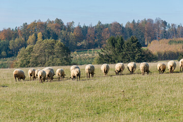 Herd of sheep grazing on pasture