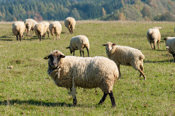 Herd of sheep grazing on pasture