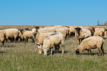 Obraz premium Herd of sheep grazing on pasture