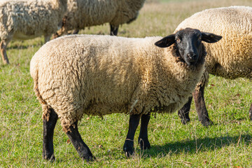 Herd of sheep grazing on pasture
