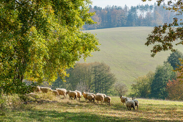 Herd of sheep grazing on pasture