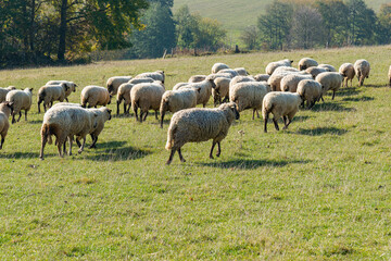 Herd of sheep grazing on pasture